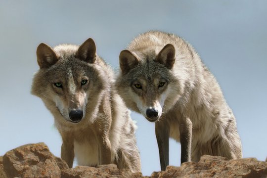 Der letzte Wolf - Szenenbild 1