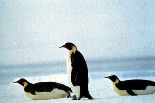 Kongress der Pinguine - Szenenbild 5