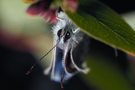 Insekten - Helden im Verborgenen - Szenenbild 3 Insekten - Helden im Verborgenen - Szenenbild 3
