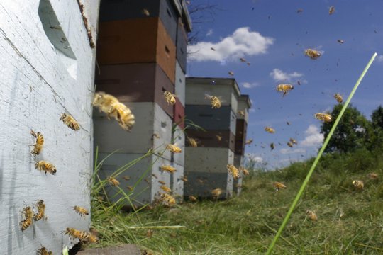 Bienen - Szenenbild 3