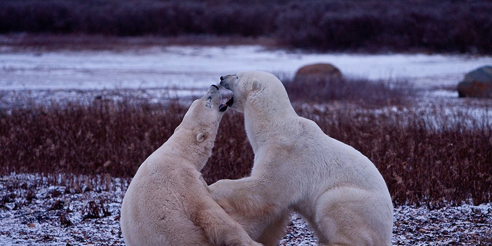 IMAX - Wonders of the Arctic