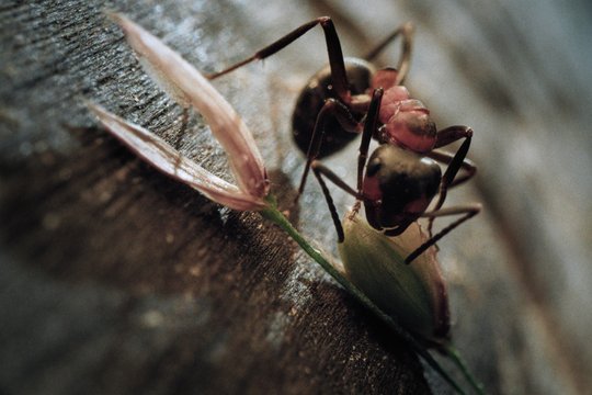 Insekten - Helden im Verborgenen - Szenenbild 5 Insekten - Helden im Verborgenen - Szenenbild 5