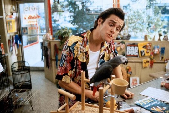 Ace Ventura - Ein tierischer Detektiv - Szenenbild 6 Ace Ventura - Ein tierischer Detektiv - Szenenbild 6