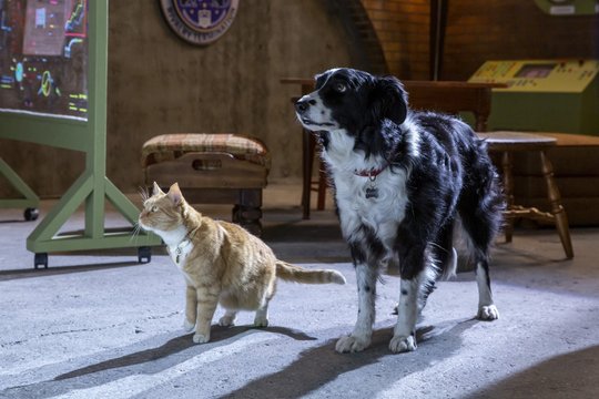 Cats & Dogs 3 - Szenenbild 10