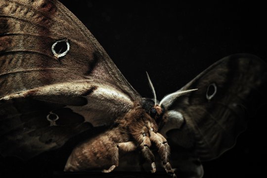 Insekten - Helden im Verborgenen - Szenenbild 8 Insekten - Helden im Verborgenen - Szenenbild 8