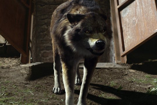Wolfblood - Staffel 1 - Szenenbild 2
