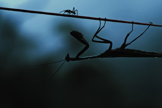 Insekten - Helden im Verborgenen - Szenenbild 7 Insekten - Helden im Verborgenen - Szenenbild 7