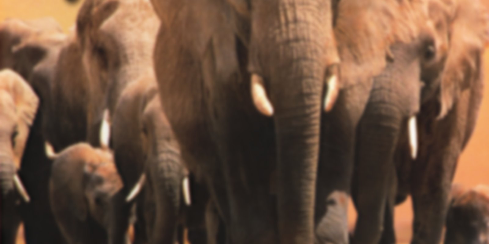 Discovery Channel - Königreich der Elefanten
