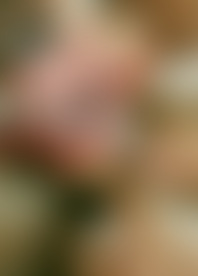 F*h H*m f*g S*y L*y M*, R*n B*e & M*s