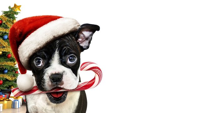 Bone - Allein zu Haus - Wallpaper 1 Bone - Allein zu Haus - Wallpaper 1