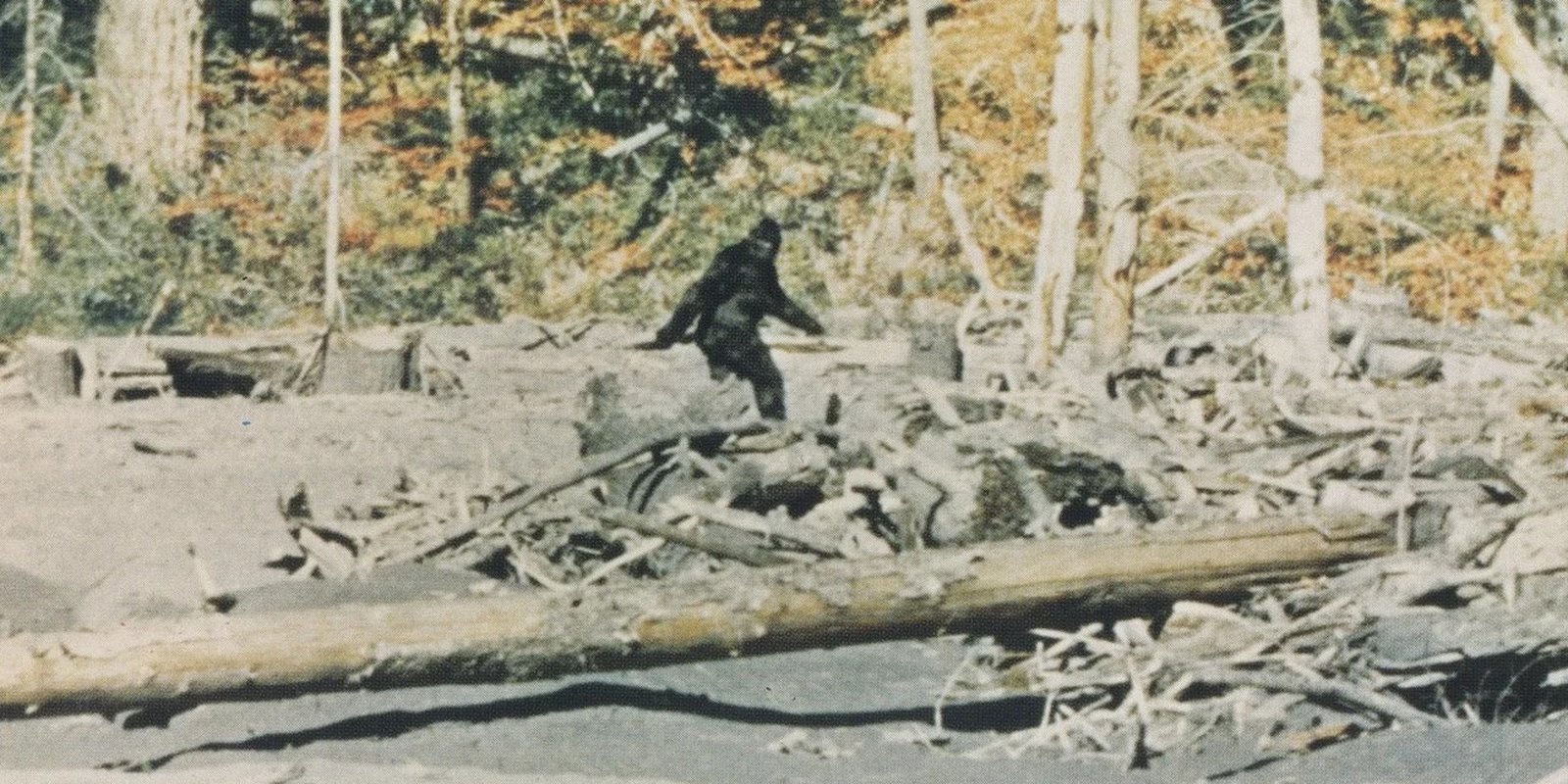 Capturing Bigfoot