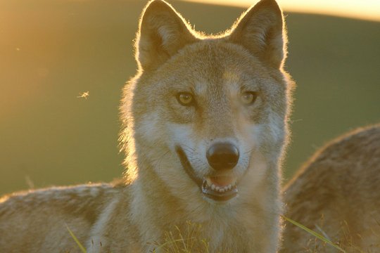 Der letzte Wolf - Szenenbild 3