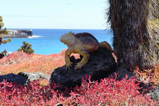 Faszination Galapagos - Südamerika - Szenenbild 3