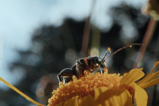 Insekten - Helden im Verborgenen - Szenenbild 6 Insekten - Helden im Verborgenen - Szenenbild 6