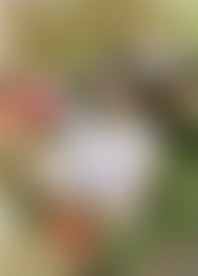 A*l N*l I*l C*r H*t # 2