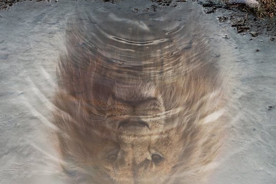 Mufasa - Der König der Löwen - Szenenbild 4
