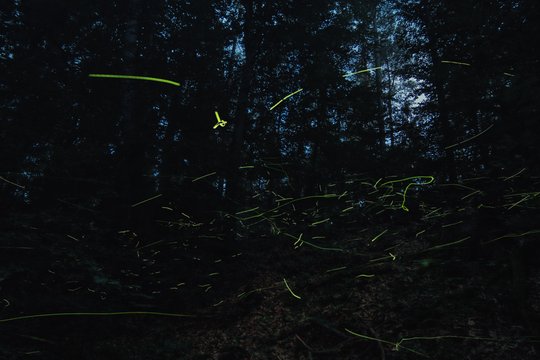 Insekten - Helden im Verborgenen - Szenenbild 9 Insekten - Helden im Verborgenen - Szenenbild 9