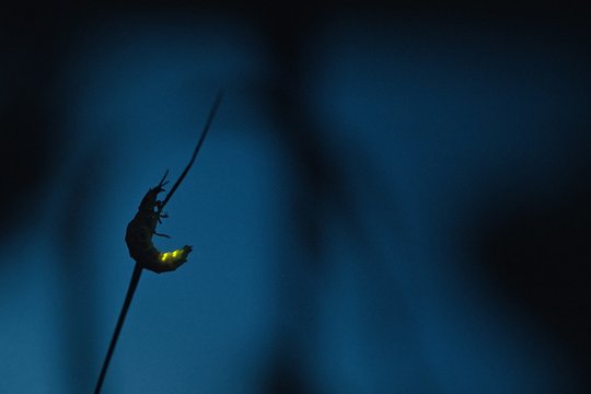 Insekten - Helden im Verborgenen - Szenenbild 1 Insekten - Helden im Verborgenen - Szenenbild 1