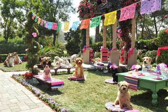 Beverly Hills Chihuahua 3 - Szenenbild 1