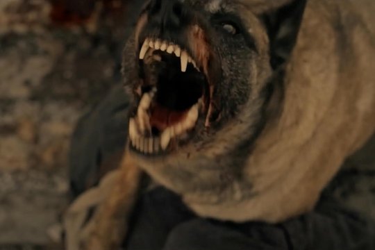 The Dogs - Szenenbild 3 The Dogs - Szenenbild 3