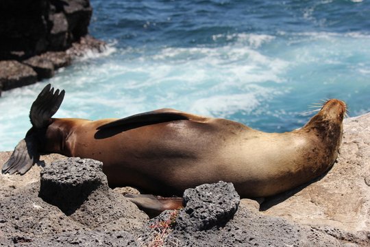 Faszination Galapagos - Südamerika - Szenenbild 2