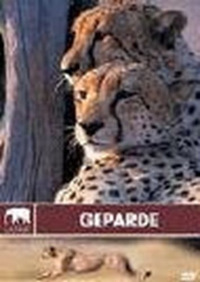 Safari - Geparde (DVD)