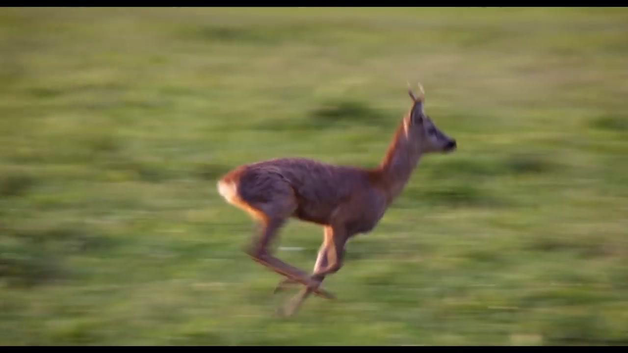 Die Wiese - Trailer - Deutsch