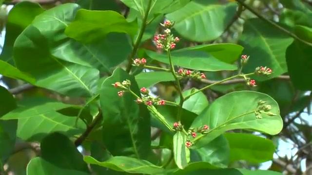 Amazonas - Trailer - Deutsch - SD