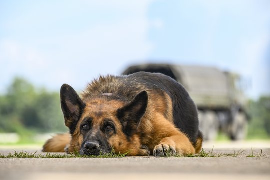 Ein Hund namens Palma - Szenenbild 4