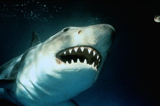 Der weiße Hai 3 - Szenenbild 3