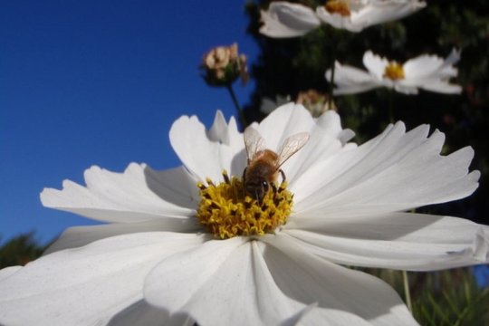 Bienen - Szenenbild 1