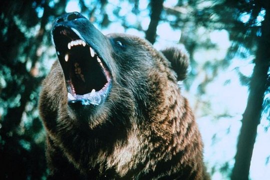 Wild Grizzly - Szenenbild 2