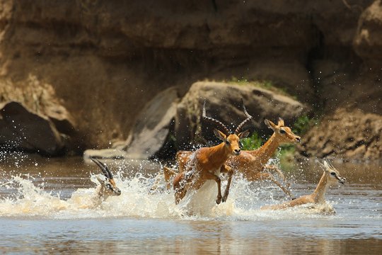 Serengeti - Szenenbild 6