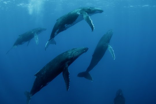 IMAX - Humpback Whales - Szenenbild 6