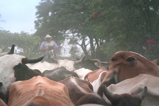 Wir, die Wolfs - Szenenbild 10