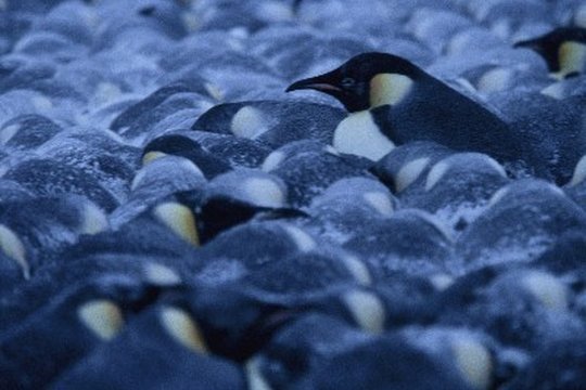 Die verrückte Reise der Pinguine - Szenenbild 4