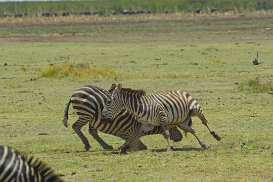 Serengeti - Ein faszinierendes Naturschauspiel - Szenenbild 5