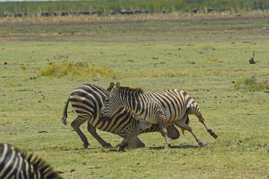 Serengeti - Szenenbild 5
