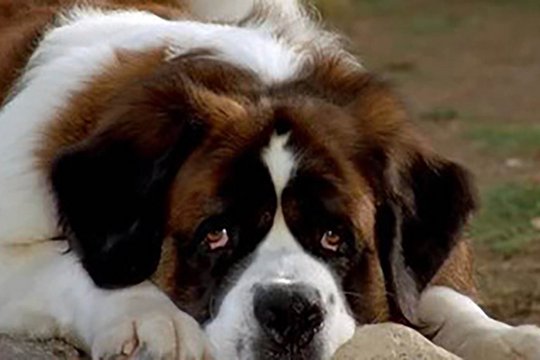 Beethoven 5 - Beethoven auf Schatzsuche - Szenenbild 2