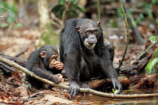 Schimpansen - Szenenbild 6