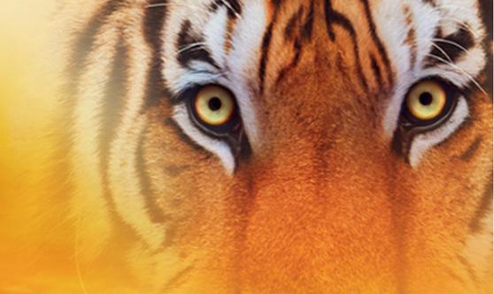 Tiger-Collection: Wetzen Sie Ihre Krallen, wir lassen den Tiger raus!