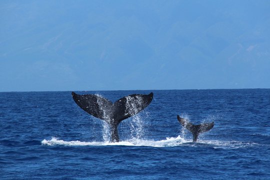 IMAX - Humpback Whales - Szenenbild 4