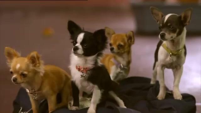 Beverly Hills Chihuahua 2 - Trailer - Deutsch