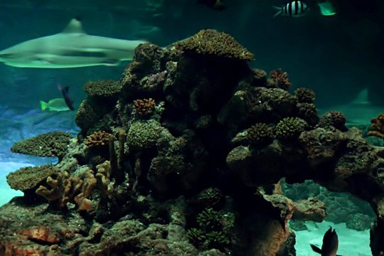 3D Unterwasserwelten - Szenenbild 3