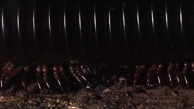Big Bugs 3D - Trailer - Deutsch - SD
