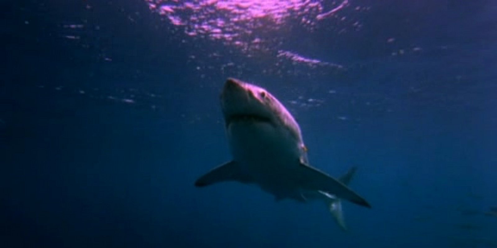 Der weiße Hai in Venedig