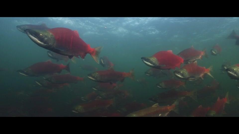 River - Trailer - Deutsch - SD