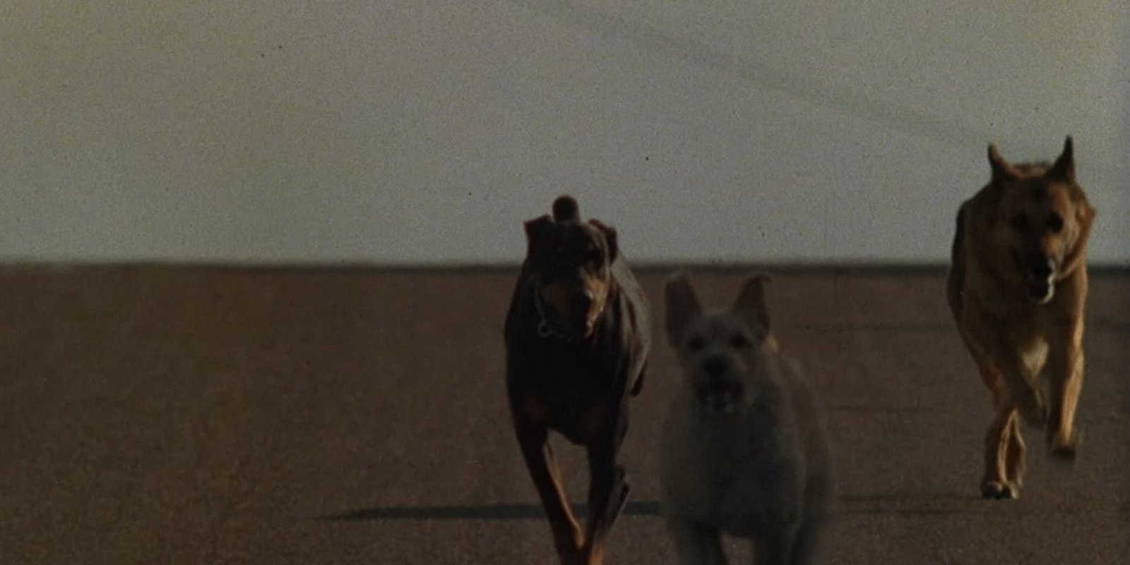 Dogs - Killerhunde