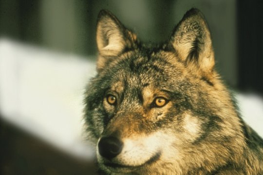 Faszinierende Tierwelten - Wölfe - Szenenbild 3