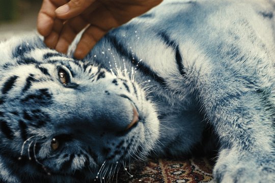 Der blaue Tiger - Szenenbild 14